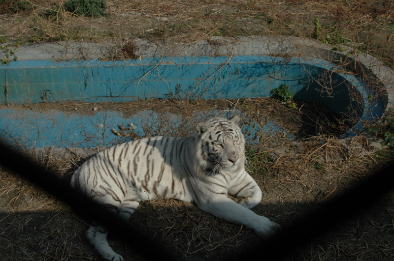 Harbin ACM 2008.10.09 DSC_1846.JPG