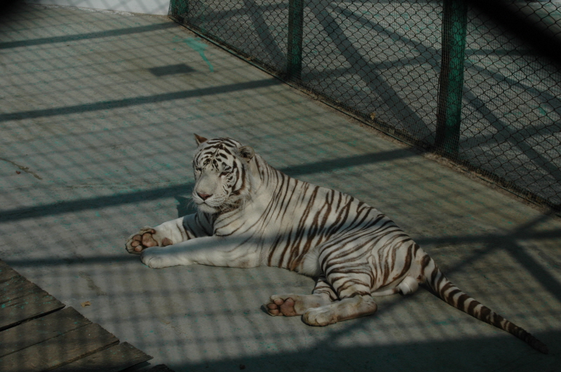 Harbin ACM 2008.10.09 DSC_1861.JPG