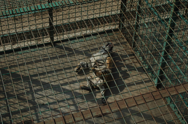 Harbin ACM 2008.10.09 DSC_1841.JPG