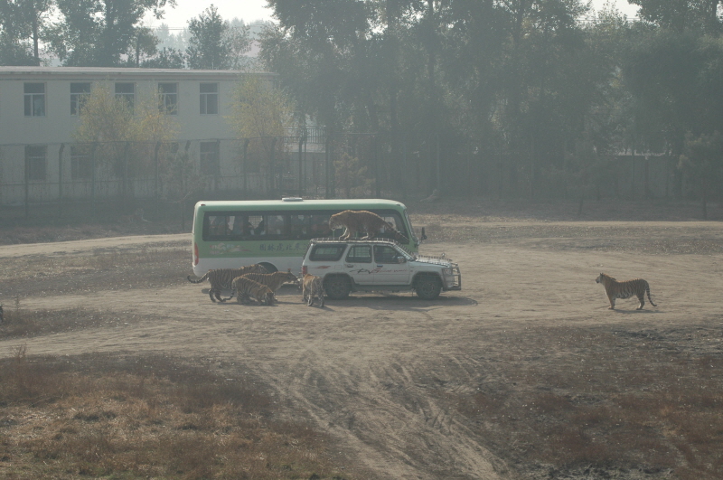 Harbin ACM 2008.10.09 DSC_1827.JPG