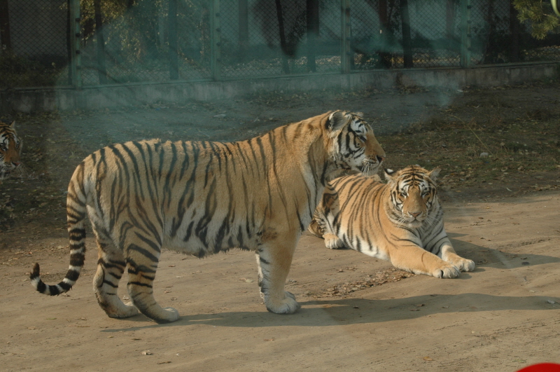Harbin ACM 2008.10.09 DSC_1803.JPG