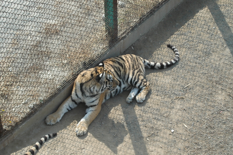 Harbin ACM 2008.10.09 DSC_1842.JPG