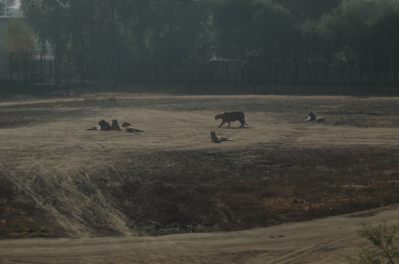 Harbin ACM 2008.10.09 DSC_1825.JPG