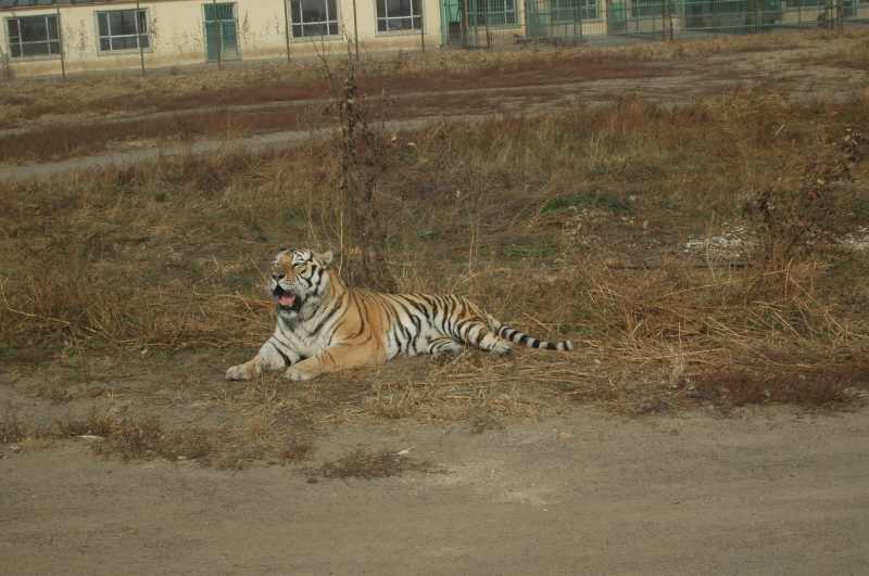 Harbin ACM 2008.10.09 DSC_1796.JPG