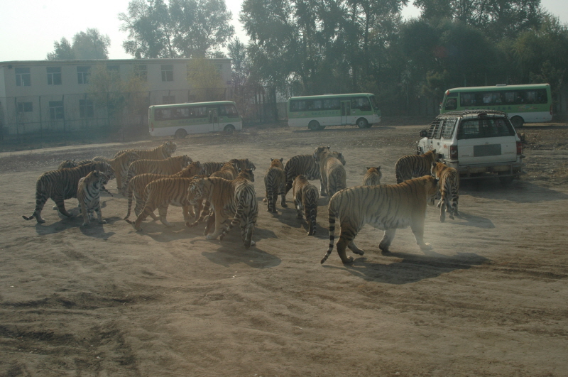 Harbin ACM 2008.10.09 DSC_1812.JPG