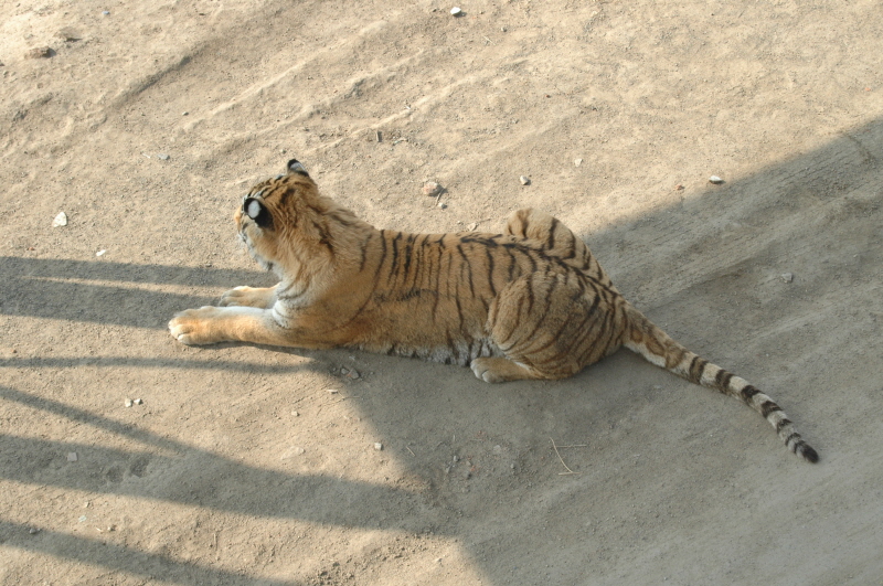 Harbin ACM 2008.10.09 DSC_1839.JPG