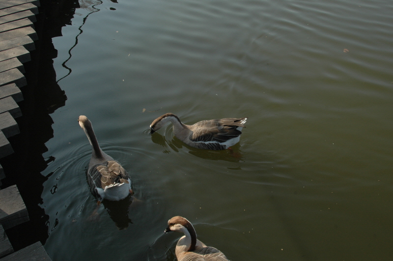 Harbin ACM 2008.10.09 DSC_1961.JPG