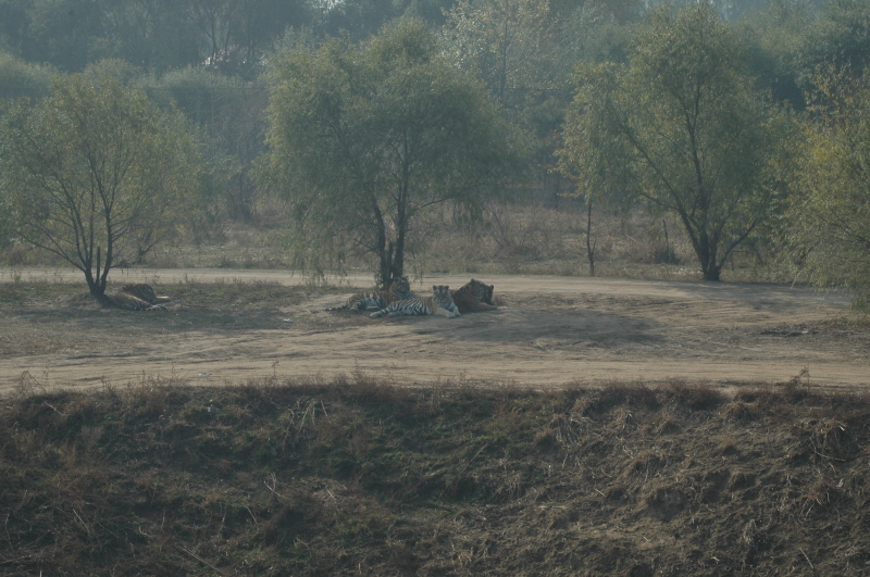 Harbin ACM 2008.10.09 DSC_1822.JPG
