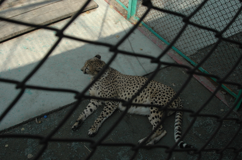 Harbin ACM 2008.10.09 DSC_1865.JPG