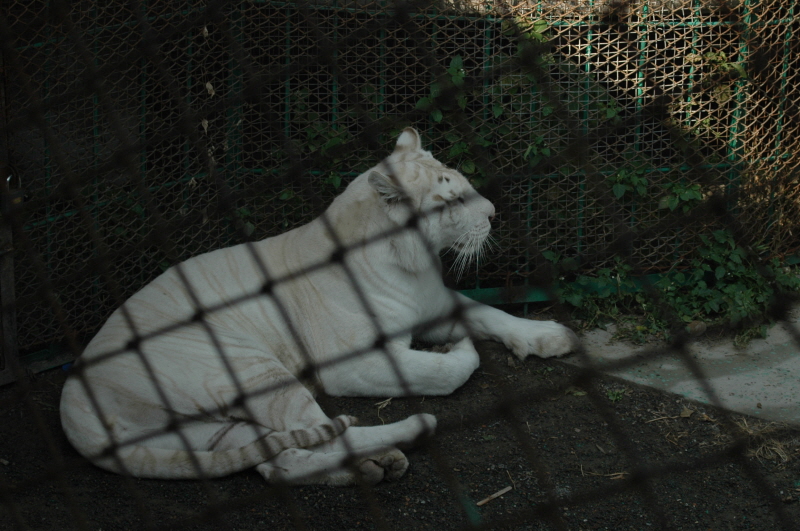 Harbin ACM 2008.10.09 DSC_1853.JPG