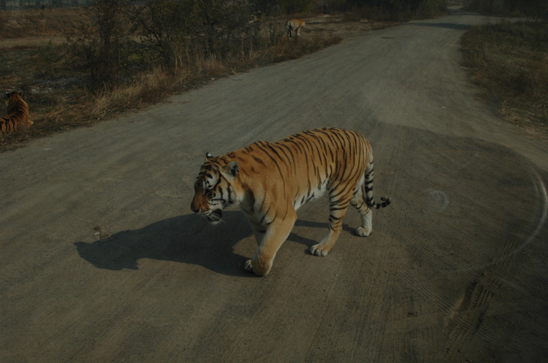 Harbin ACM 2008.10.09 DSC_1798.JPG
