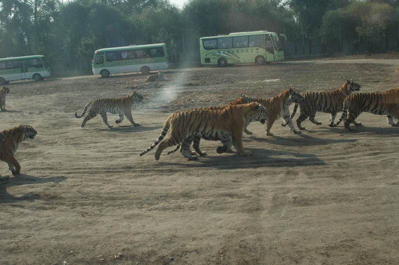 Harbin ACM 2008.10.09 DSC_1806.JPG
