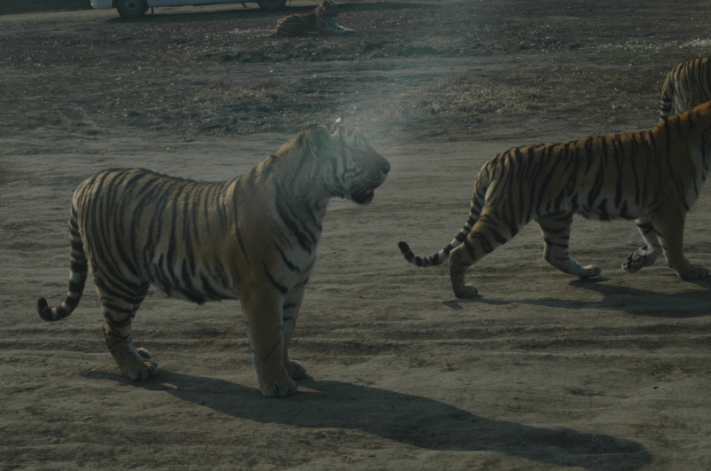 Harbin ACM 2008.10.09 DSC_1807.JPG