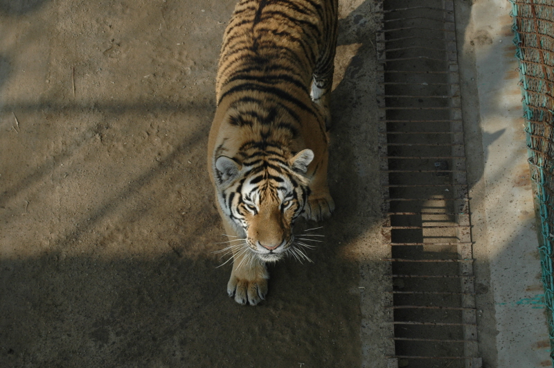 Harbin ACM 2008.10.09 DSC_1837.JPG