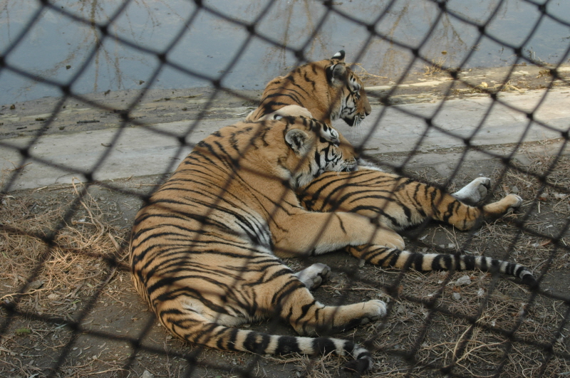Harbin ACM 2008.10.09 DSC_1818.JPG