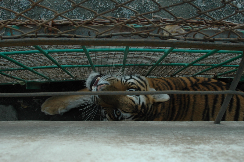 Harbin ACM 2008.10.09 DSC_1864.JPG