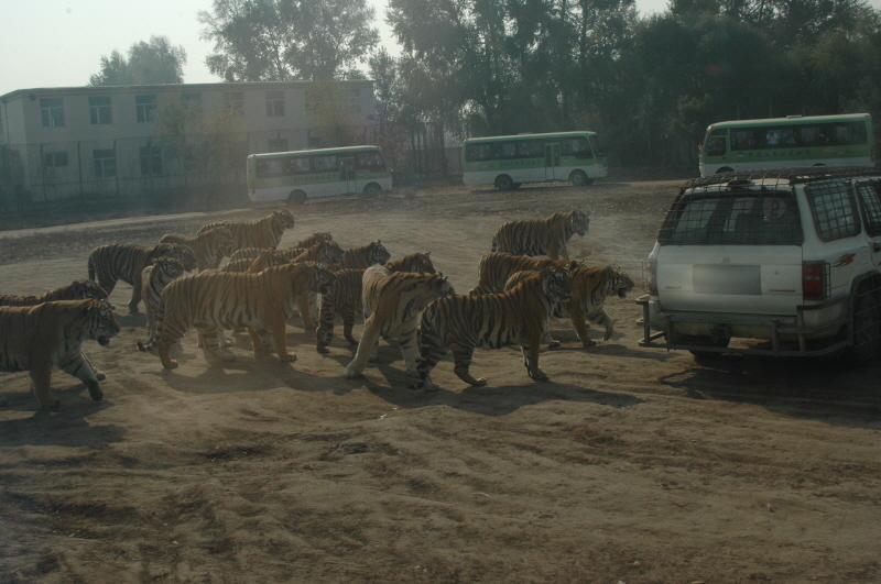 Harbin ACM 2008.10.09 DSC_1811.JPG