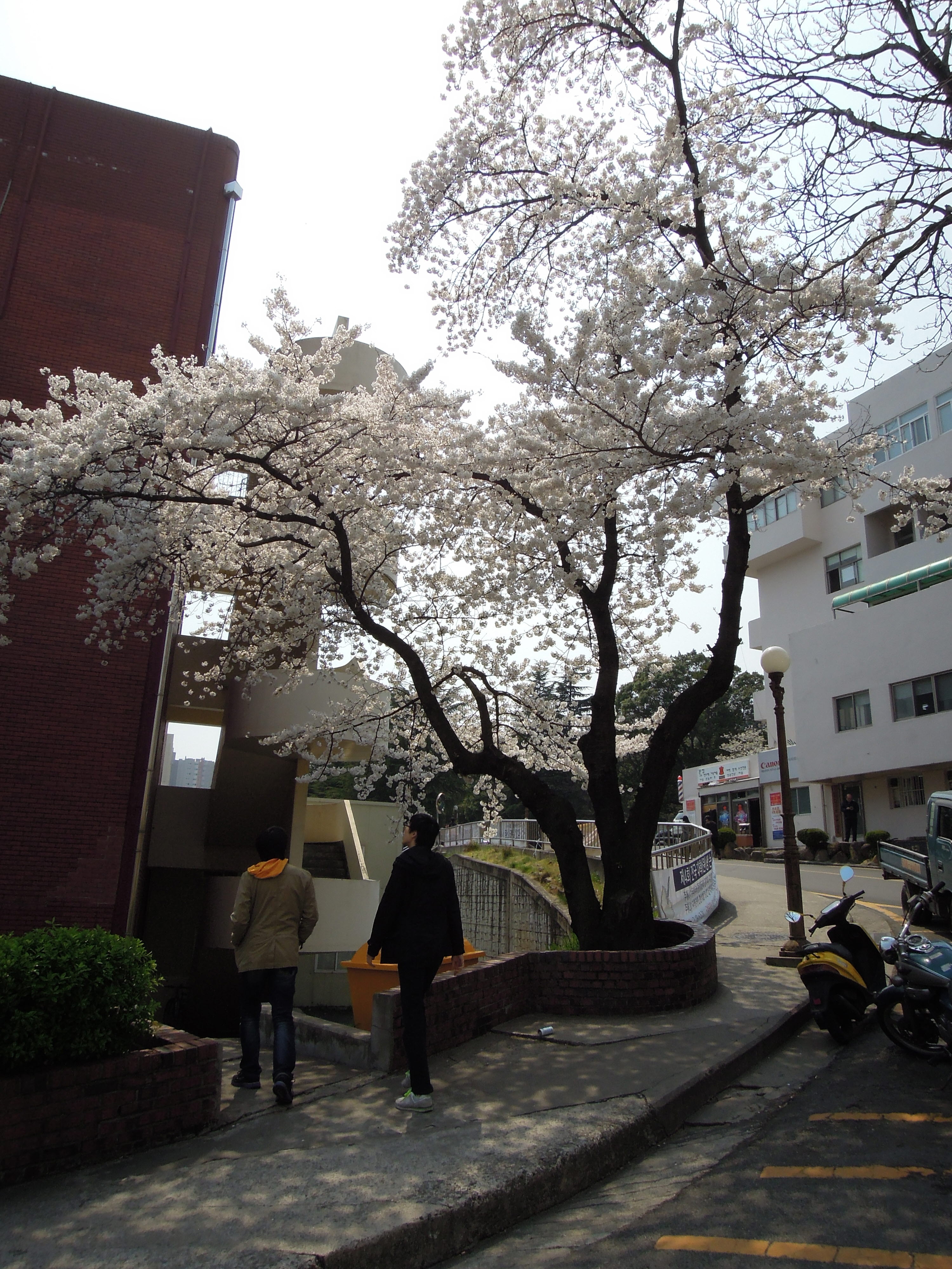 4월9일 준호 생일 점심식사 DSCN0822.JPG